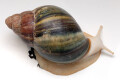 Archachatina rhodostoma Benin albino body, subadult, 7cm